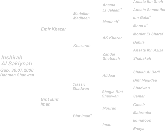 Madallan Madheen Inshirah Al Sakiynah Alidaar Ansata El Salaam* Shaikh Al Badi Ansata Ibn Shah Ansata Ibn Aziza Shabakah Ibn Galal* Moniet El Sharaf Ansata Samantha Mona II* Bahila Bint Magidaa Shadwan Gassir Ikhnatoon Samar Mabrouka Enaya Classic Shadwan Khazarah  Bint Iman* Bint Bint  Iman Emir Khazar Shagia Bint Shadwan Madinah* AK Khazar Zandai  Shabatah Mourad Iman Geb. 30.07.2008 Dahman Shahwan