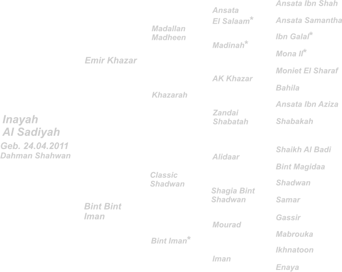 Madallan Madheen Inayah Al Sadiyah Alidaar Ansata El Salaam* Shaikh Al Badi Ansata Ibn Shah Ansata Ibn Aziza Shabakah Ibn Galal* Moniet El Sharaf Ansata Samantha Mona II* Bahila Bint Magidaa Shadwan Gassir Ikhnatoon Samar Mabrouka Enaya Classic Shadwan Khazarah  Bint Iman* Bint Bint  Iman Emir Khazar Shagia Bint Shadwan Madinah* AK Khazar Zandai  Shabatah Mourad Iman Geb. 24.04.2011 Dahman Shahwan